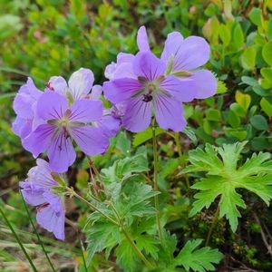 Meet your Posher, Leslie